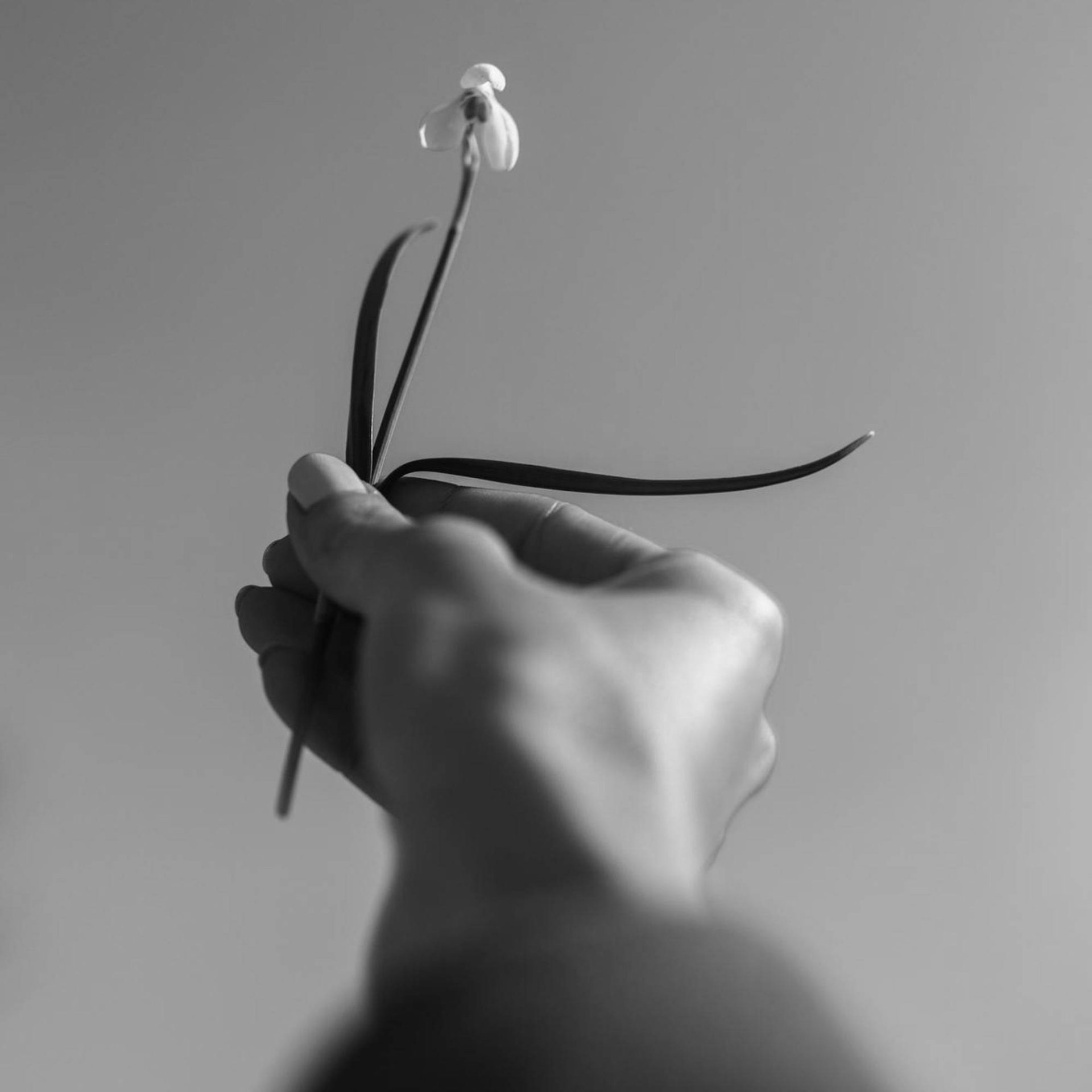 a hand hold a small flower